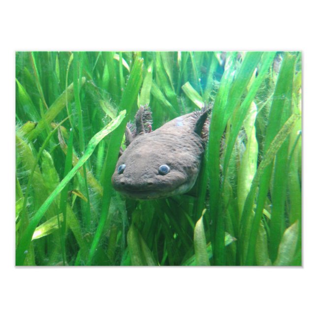 Foto Ambystoma andersoni (Frente)