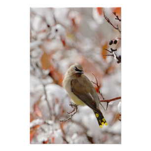 Foto Amelanchier adulto sobre espino con nieve,