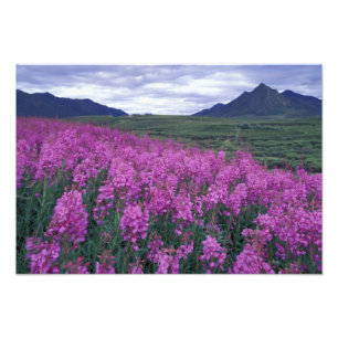 Foto América del Norte, Canadá, Yukón. Flores de hierba