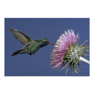 Foto América del Norte, Estados Unidos, Arizona. De fac