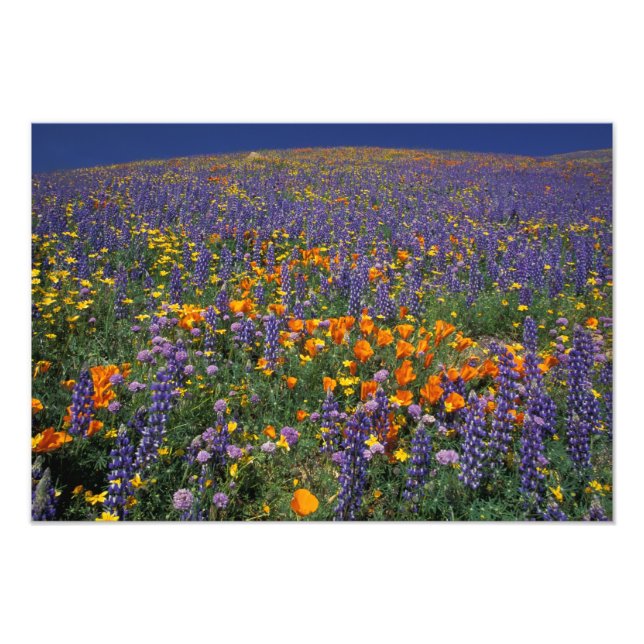 Foto América del Norte, Estados Unidos, California, Los (Frente)