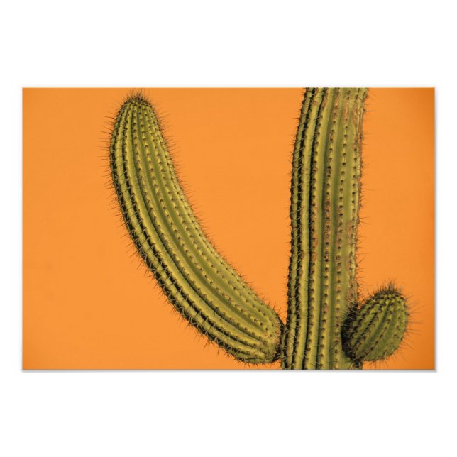 Foto América del Norte, México, Baja California, Cabo (Frente)