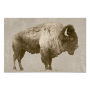 Foto American Bison