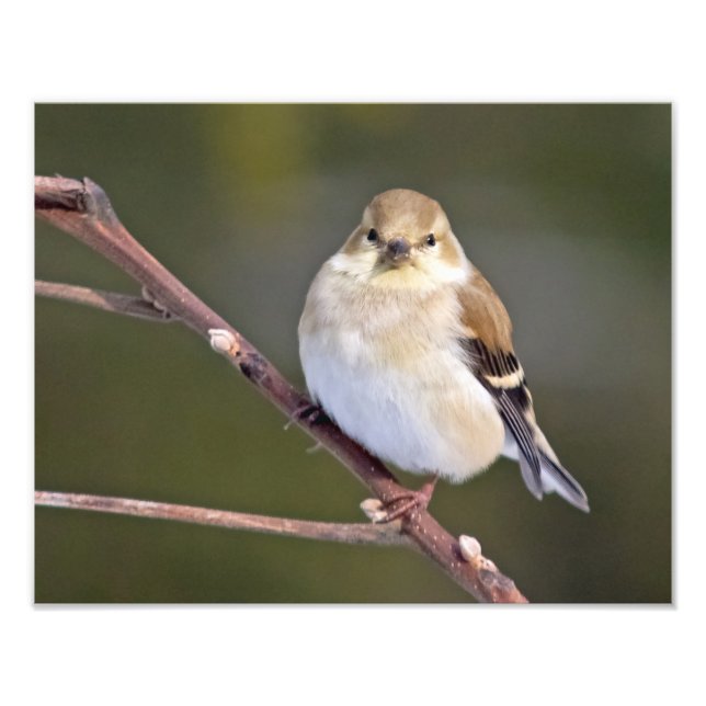 Foto American Goldfinch Mirándote (Frente)