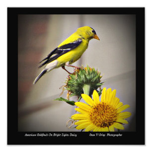 Foto American Goldfinch On Daisy Wall Art Print