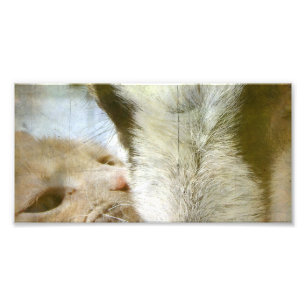 Foto Amigos de Kitty y Goat