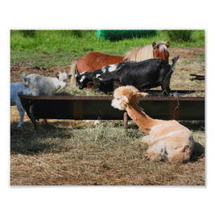 Foto Amigos del corral de animales de granja 10x8