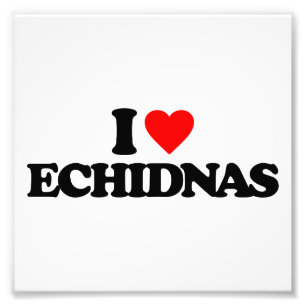 FOTO AMO ECHIDNAS