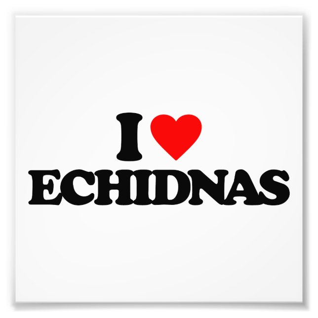 FOTO AMO ECHIDNAS (Frente)