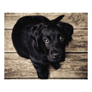 Foto Amor de cachorro