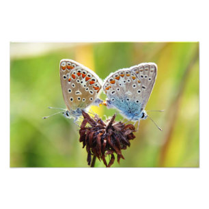 Foto Amor de la mariposa