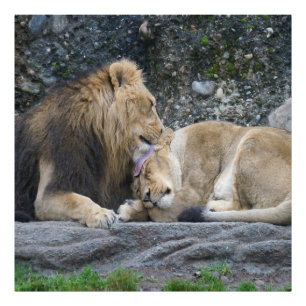 Foto Amor de León Poderoso