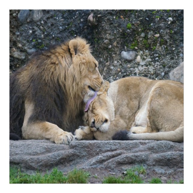 Foto Amor de León Poderoso (Frente)