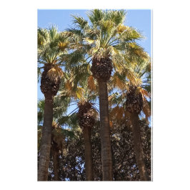 Foto Ampliación Árboles de palmas