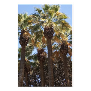 Foto Ampliación Árboles de palmas