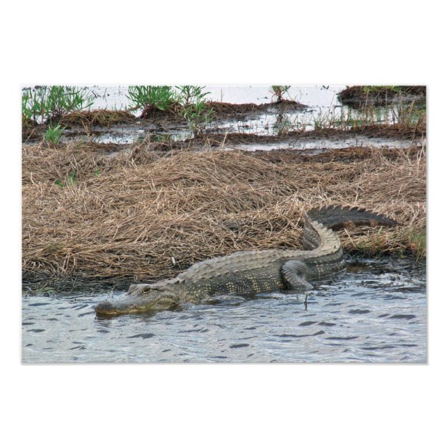 Foto Ampliación de la gran imagen de Gator (Frente)