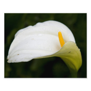 Foto Ampliación de la imagen satinada de las flores bla