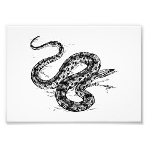 Foto Anaconda