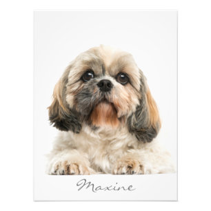 Foto Añadir el retrato de su Mascota Shih Tzu Dog perso