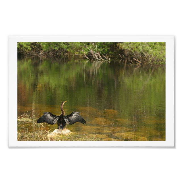 Foto Anahinga secando sus alas (Frente)