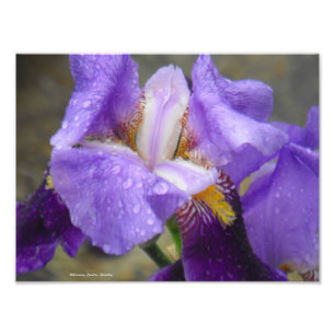 Foto Anatomía de la colección IV del tulipán