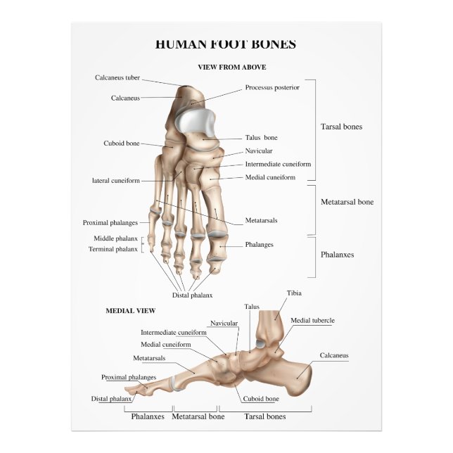 Foto Anatomía de los huesos de pie (Frente)