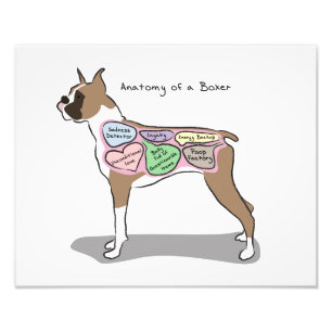 Foto Anatomía de un Boxer - Imprimir