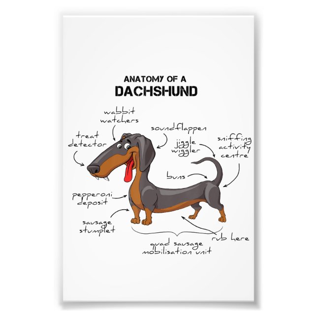 Foto Anatomía De Un Dachshund - Perro Gracioso (Frente)