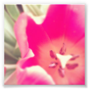 Foto Anatomía del tulipán