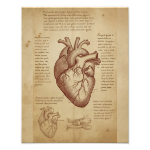 Foto Anatomía Educativa del Corazón Humano Vintage