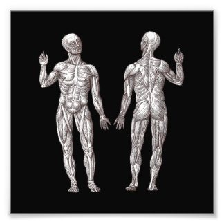 Foto Anatomía humana - El sistema muscular