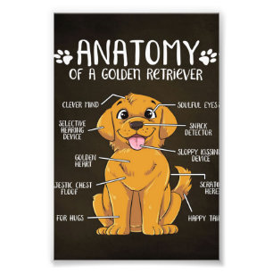 Foto Anatomy Golden Retriever   Golden Retriever Lover