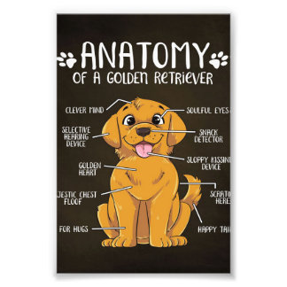 Foto Anatomy Golden Retriever | Golden Retriever Lover