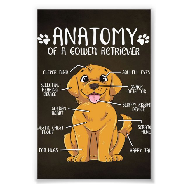 Foto Anatomy Golden Retriever | Golden Retriever Lover (Frente)