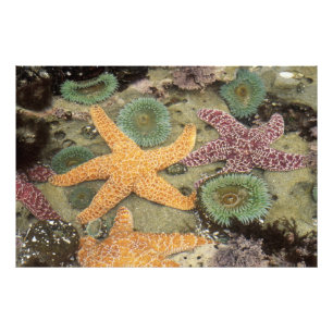 Foto Anémonas verdes gigantes y estrellas de mar ocre