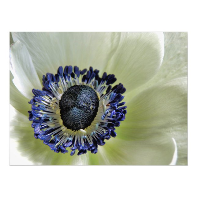 Foto Anemone Mistral Panda (Frente)