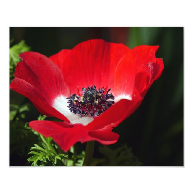 Foto Anemone rojo (Frente)