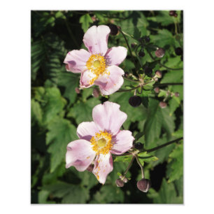 Foto Anemones rosados de 11" x 14"