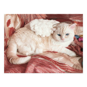 Foto Angel de gato