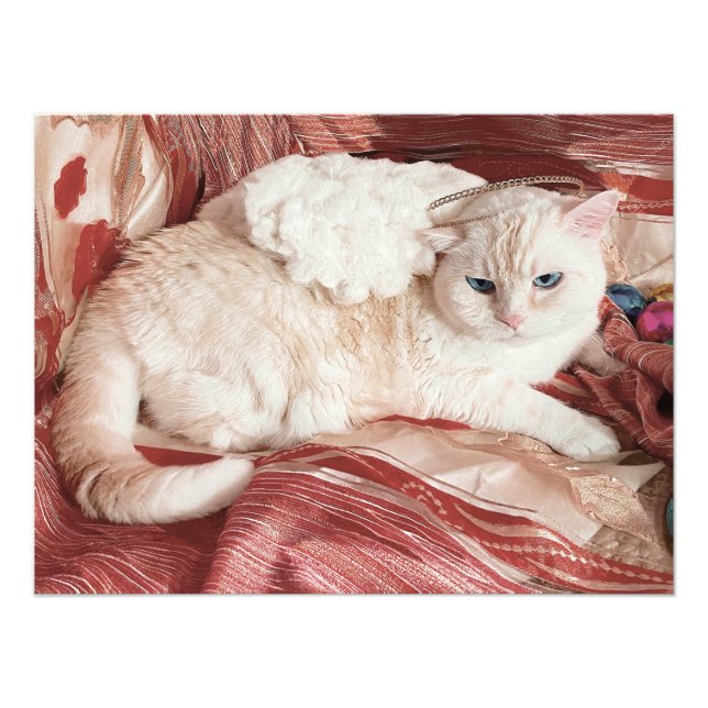Foto Angel de gato (Frente)