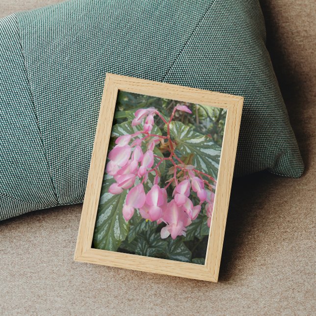 Foto Ángel Rosa Wing Begonia Floral (In Situ Framed)