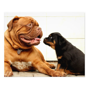 Foto Anhelo de perrito rottweiler