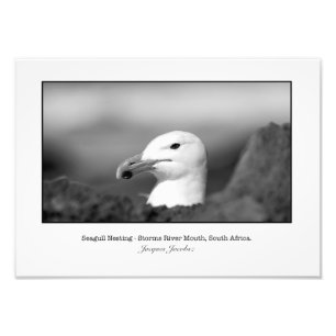 Foto Anidación de gaviota