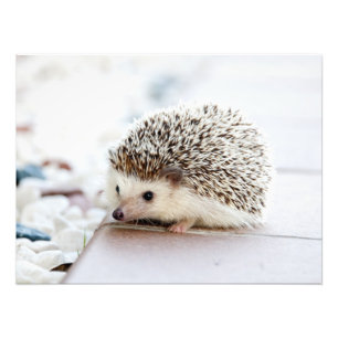 Foto Animal Cute Baby Hedgehog