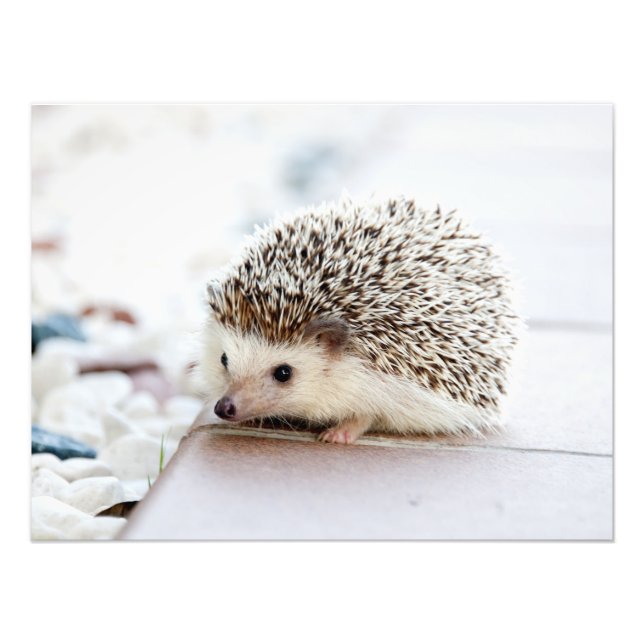 Foto Animal Cute Baby Hedgehog (Frente)