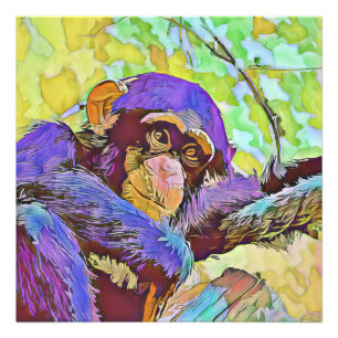 Foto animal inteligente - chimpancé 3