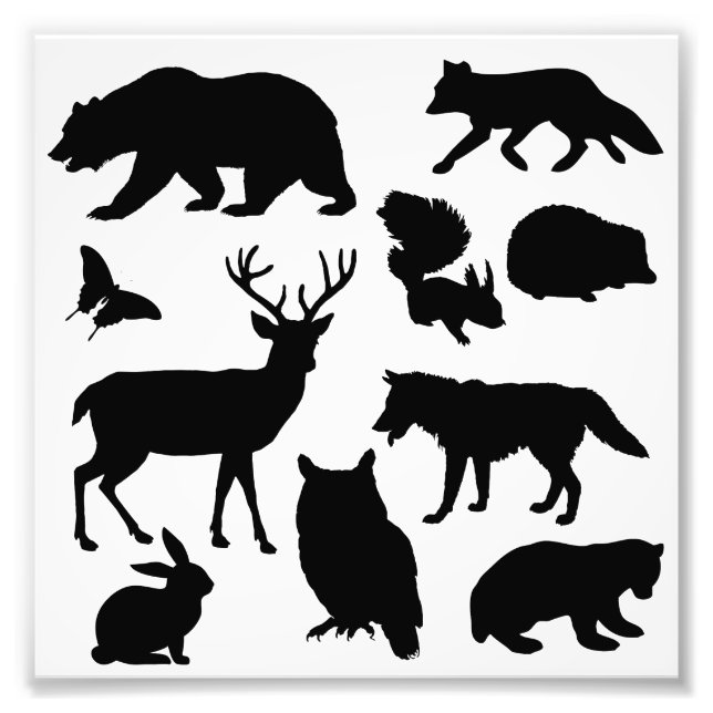 Foto Animales Del Bosque, Vida Silvestre (Frente)