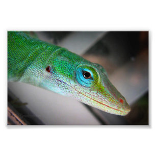 Foto Anole Lizard
