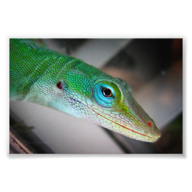 Foto Anole Lizard (Frente)