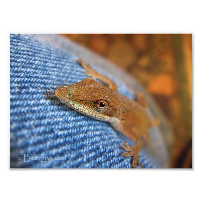 Foto Anole Lizard (Frente)